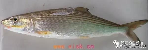 中国本土最便宜的鱼10种,哪些鱼档次又高又便宜