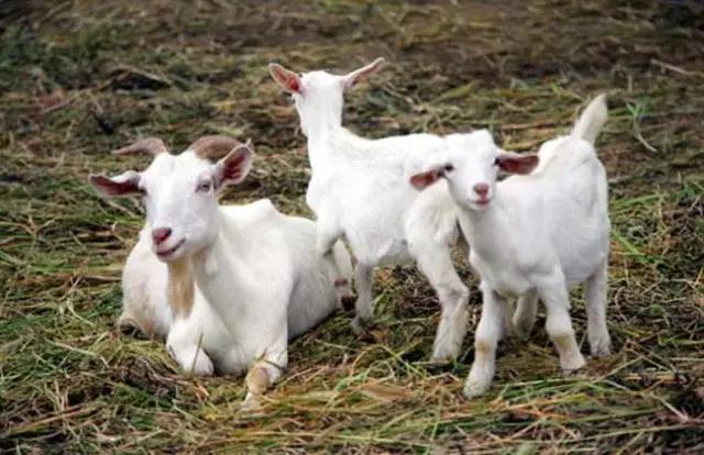 养殖羊夏季的常见疾病,夏季羊病有哪些