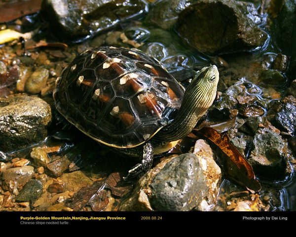 看图识龟,看图识物