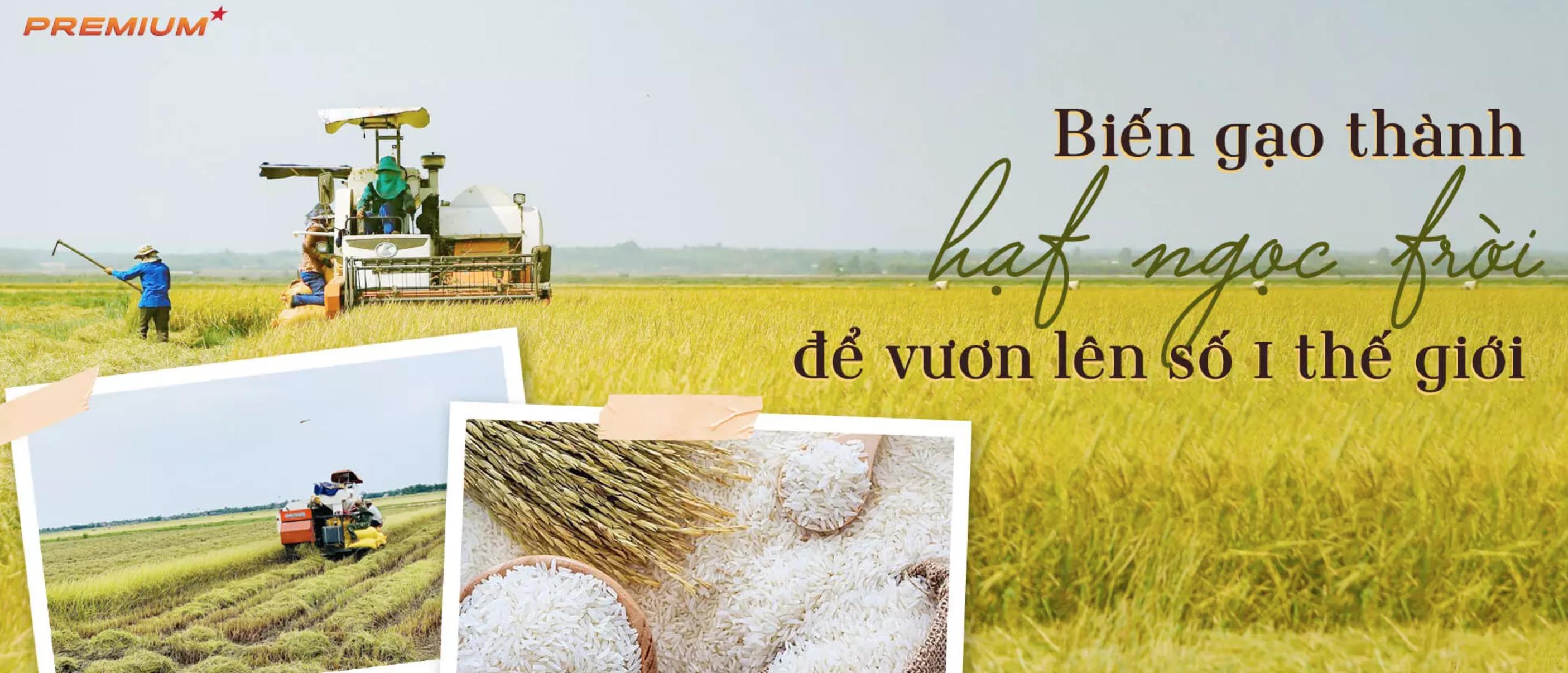 越南稻米叫什么,越南稻米