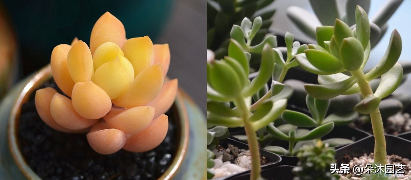 春天多肉徒长,春天多肉这样养爆盆不要太简单