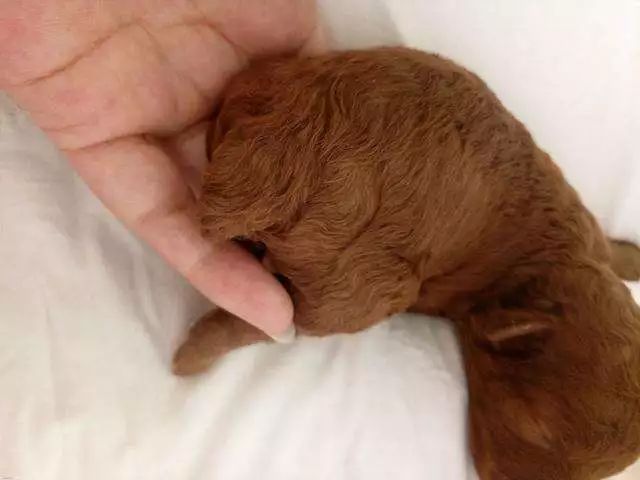 狗狗断尾失败有影响吗,狗狗断尾真的是对狗好吗