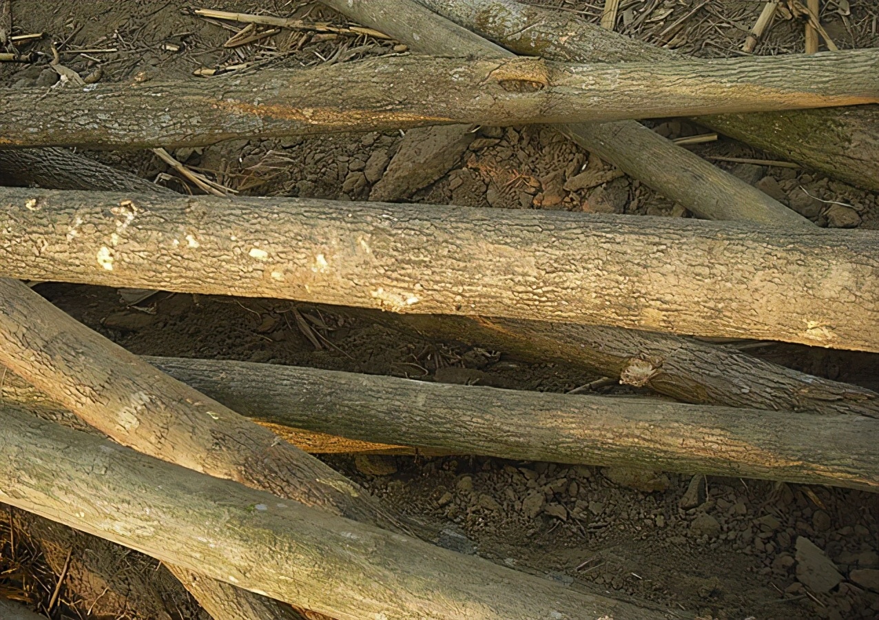 原产于中国的物种,树皮里面有银丝叫什么药材