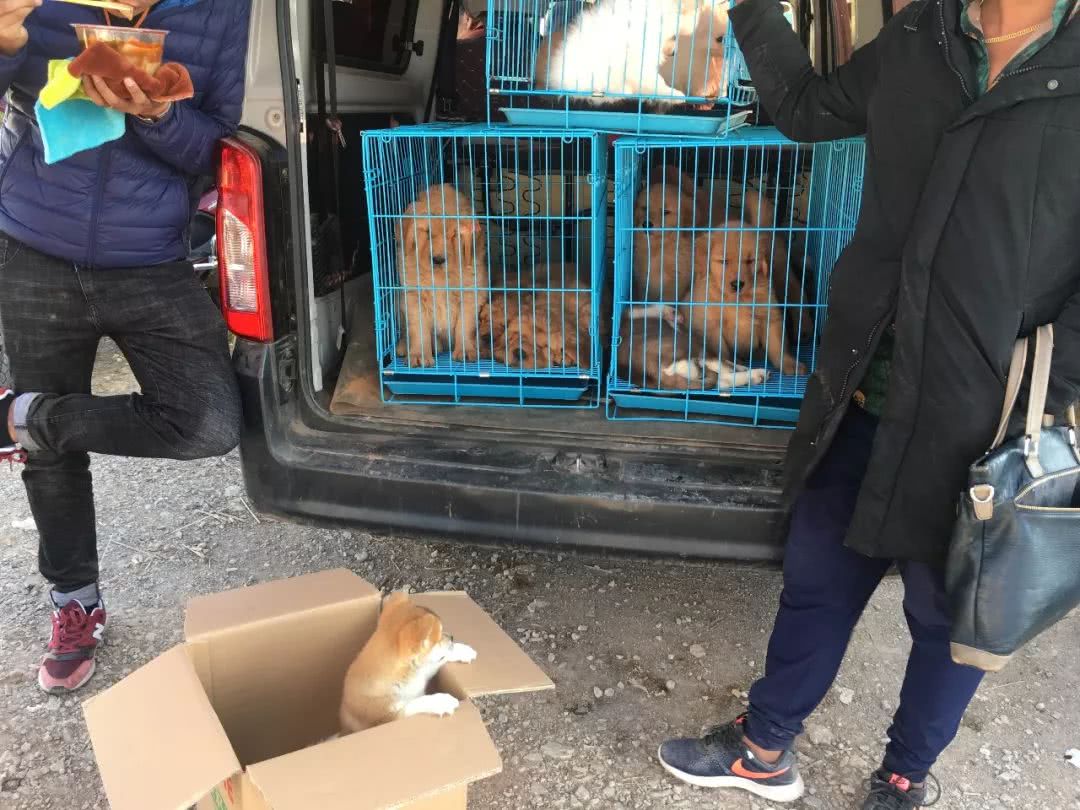 狗市：狗贩出售柴犬4千元，称血统纯正！买家：请出示证书