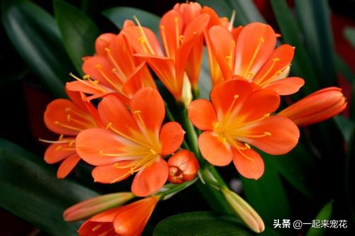 春天花卉容易生的虫有哪些,春天花卉有小黑虫怎么办