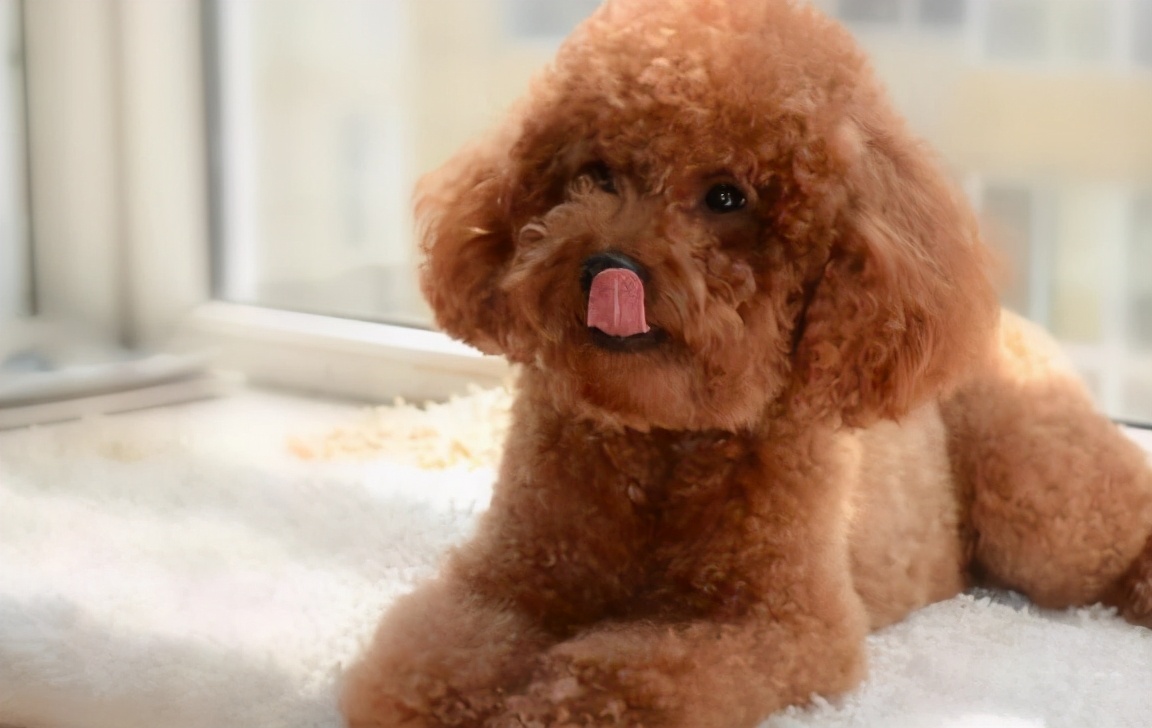 泰迪便秘怎么办教你几招轻松应对,宠物泰迪便秘的原因有哪些