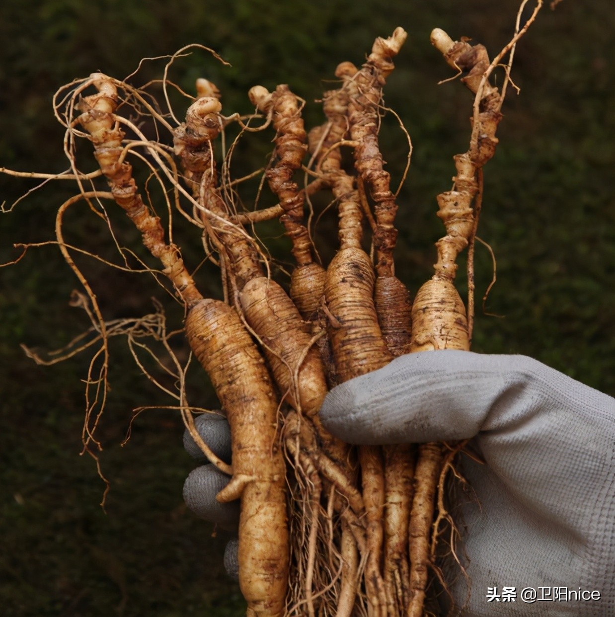 直播带货新手入门教程主播培训,带货主播货源都是哪里来的