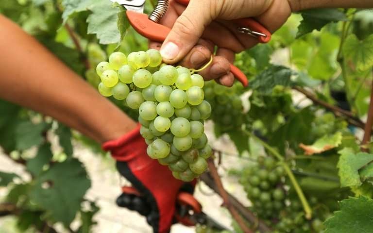 香槟普及知识,关于香槟你需要知道的7个知识