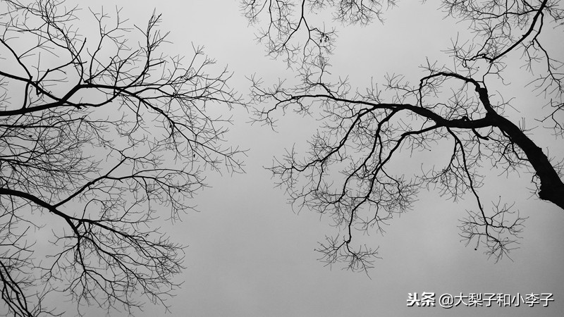 moto照相,moto拍照效果