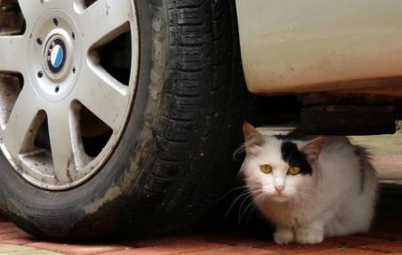 猫突然猝死有先兆吗,猫多久不会猝死