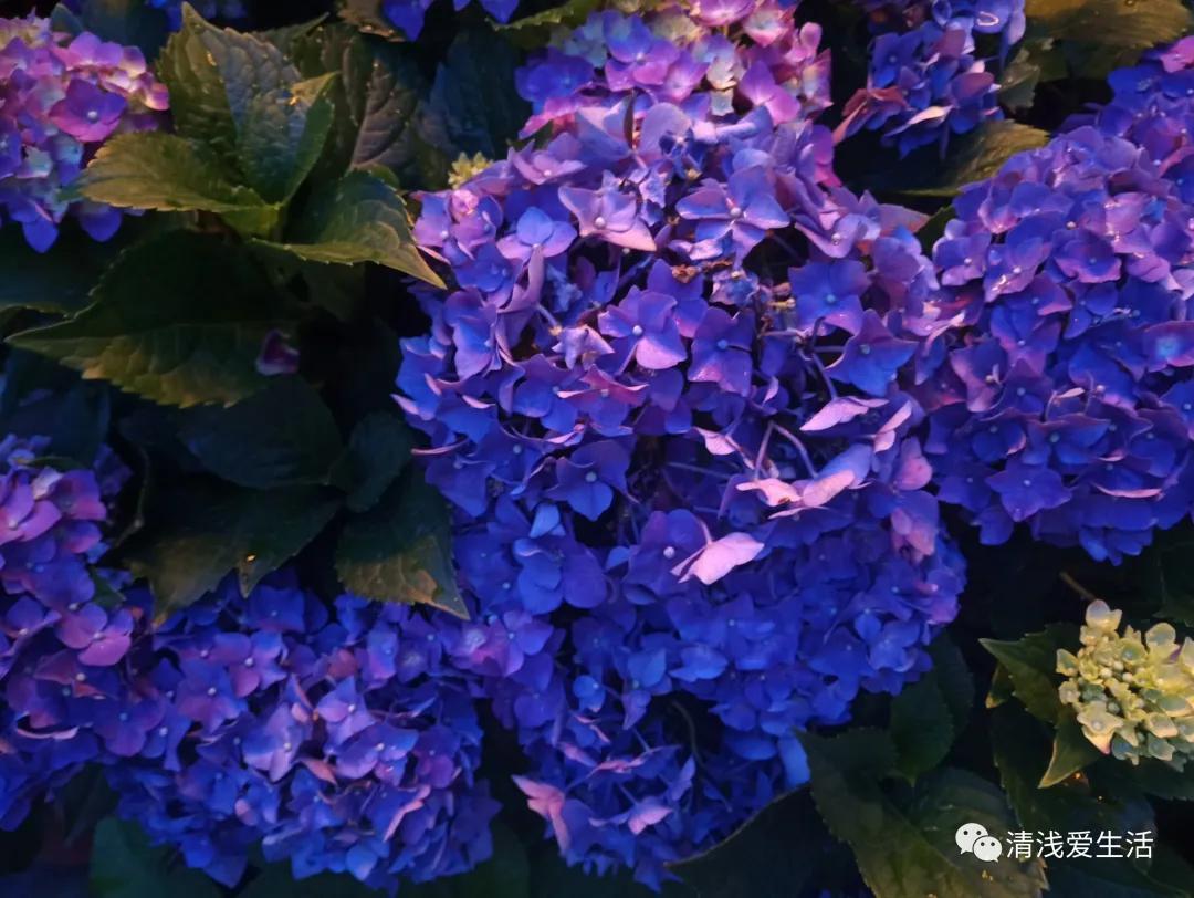 养花老是缺土缺花盆，动手用身边随处可见的改造一下就能轻松解决