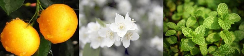 六款小众香水让你闻起来特别贵,五款好闻炸裂的香水