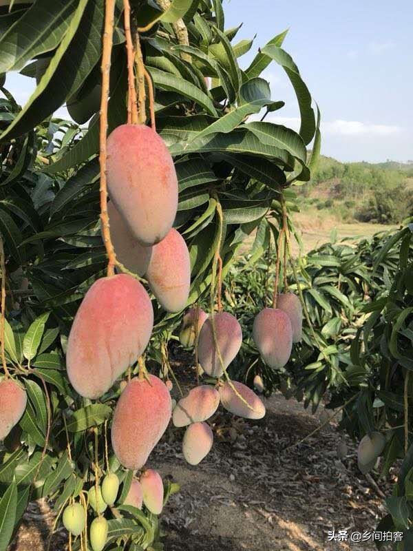 海南产地直发贵妃芒,海南产地树熟贵妃芒