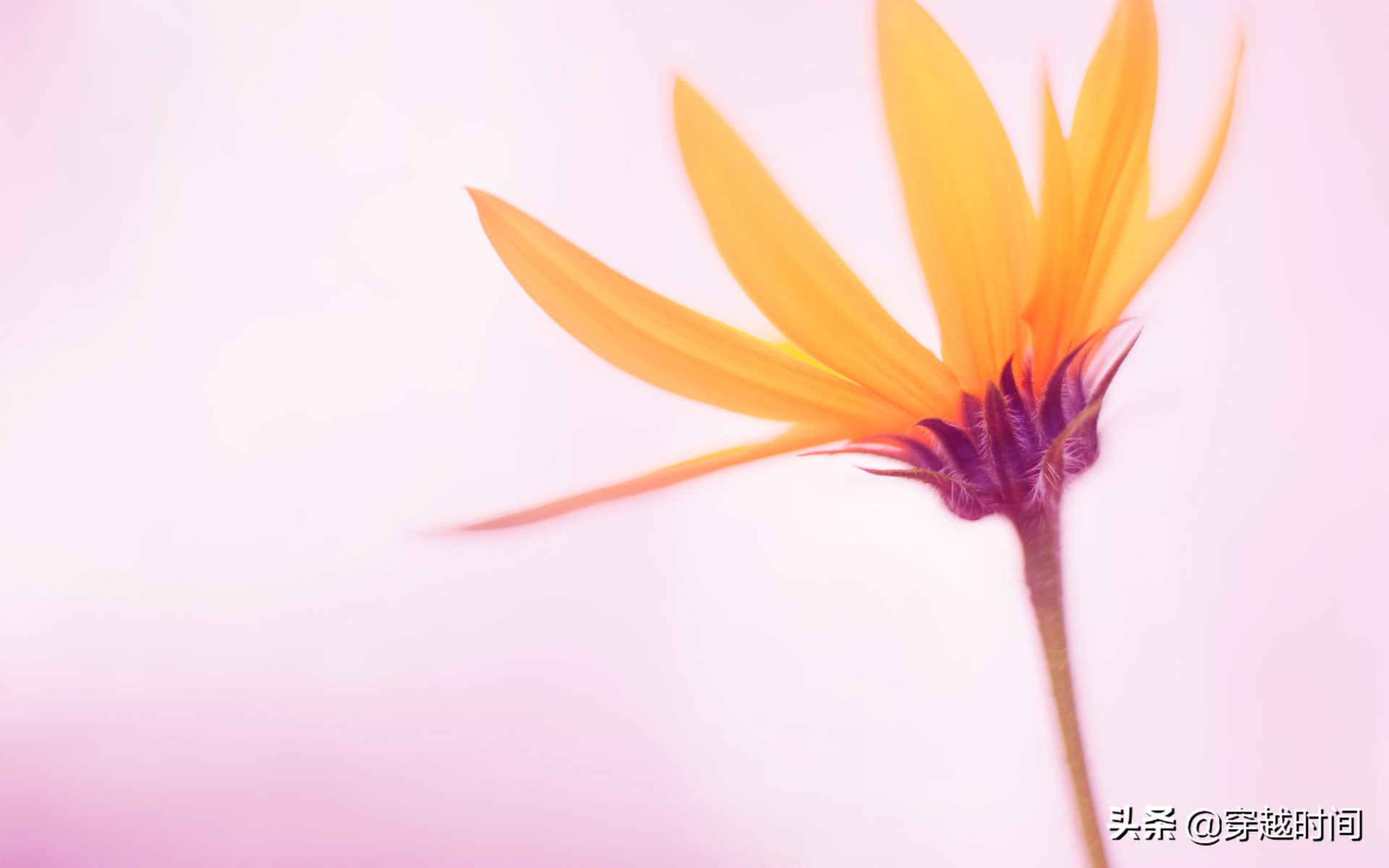 windows8原版桌面壁纸,windows8.1桌面壁纸图文