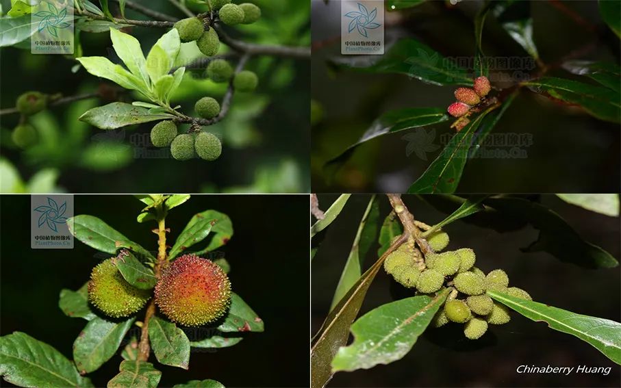 你吃过蘸酱油的杨梅吗,杨梅吃法蘸盐