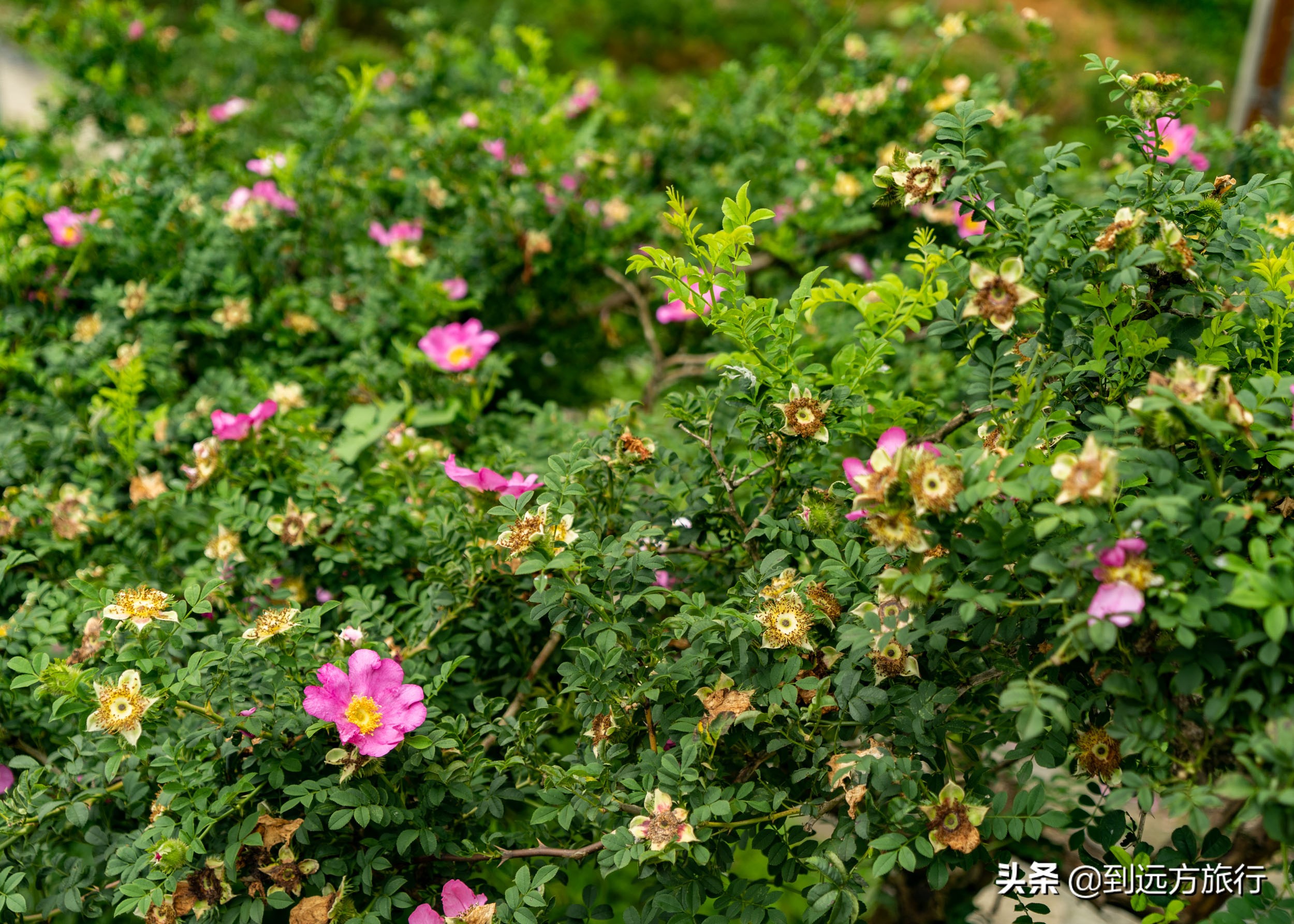 贵州的“香格里拉”，满山都是“黄金果”，不收门票免费玩