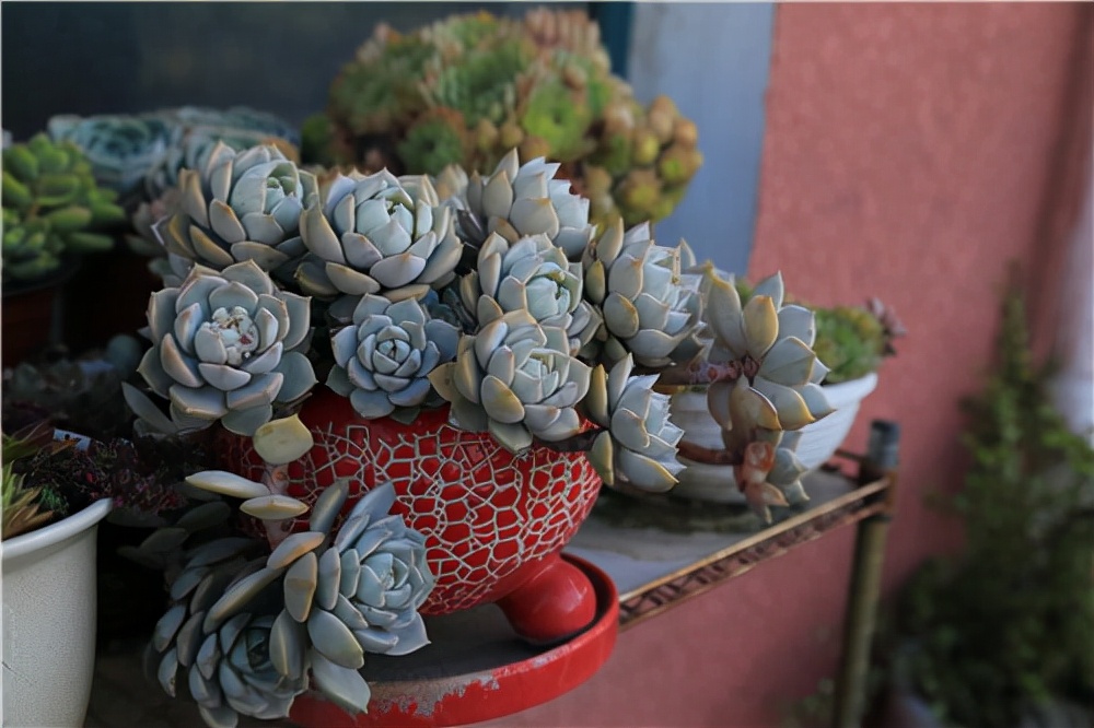 适合做老桩的多肉，才是适合我们普通人的多肉老桩