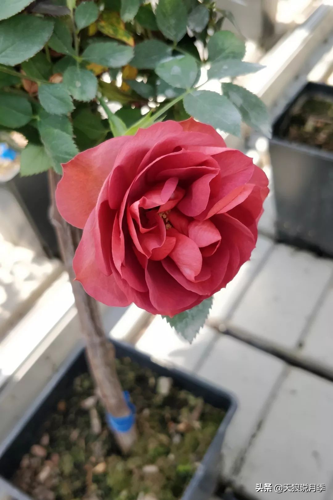 都说“最美人间四月天”，应该就是月季开花的模样吧！