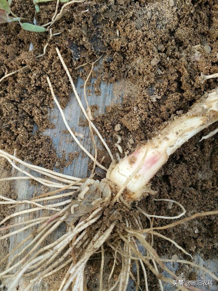 治蒜蛆的药持效期是多少天,治蒜蛆可以打的药