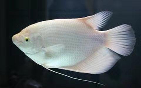 冷水观赏鱼寿命最长的有哪些,寿命最长不吃小鱼的观赏鱼