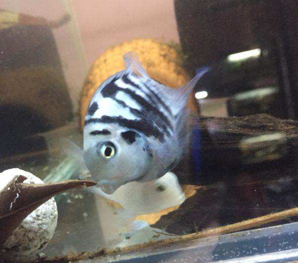 迷你鹦鹉幼鱼成长记,迷你鹦鹉鱼宝蓝幼崽