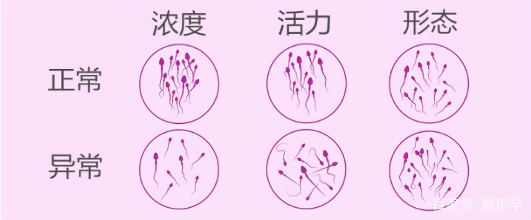 一般试管婴儿取几个卵正常,试管婴儿都是先移植最好的胚胎吗