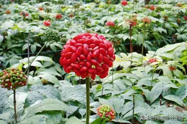 重茬烂根死苗病防治,中药材死苗烂根防治技术