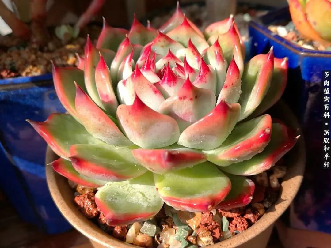 多肉的四季轮回,四季轮回多肉