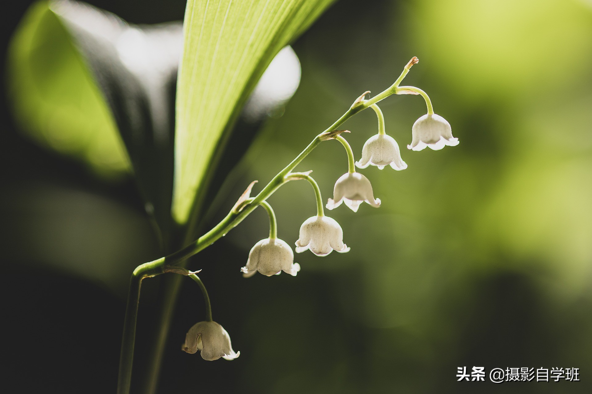 拍花朵怎么拍出来的又多又好看,怎样拍摄小花朵最好看