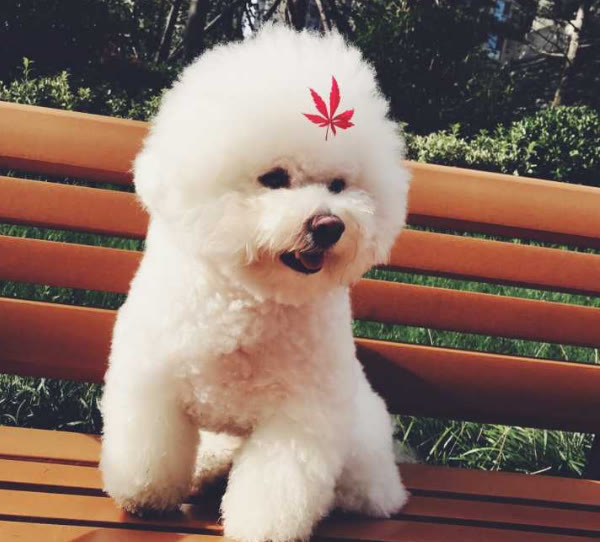 比熊一顿吃多少克狗粮,比熊每次吃多少克狗粮合适