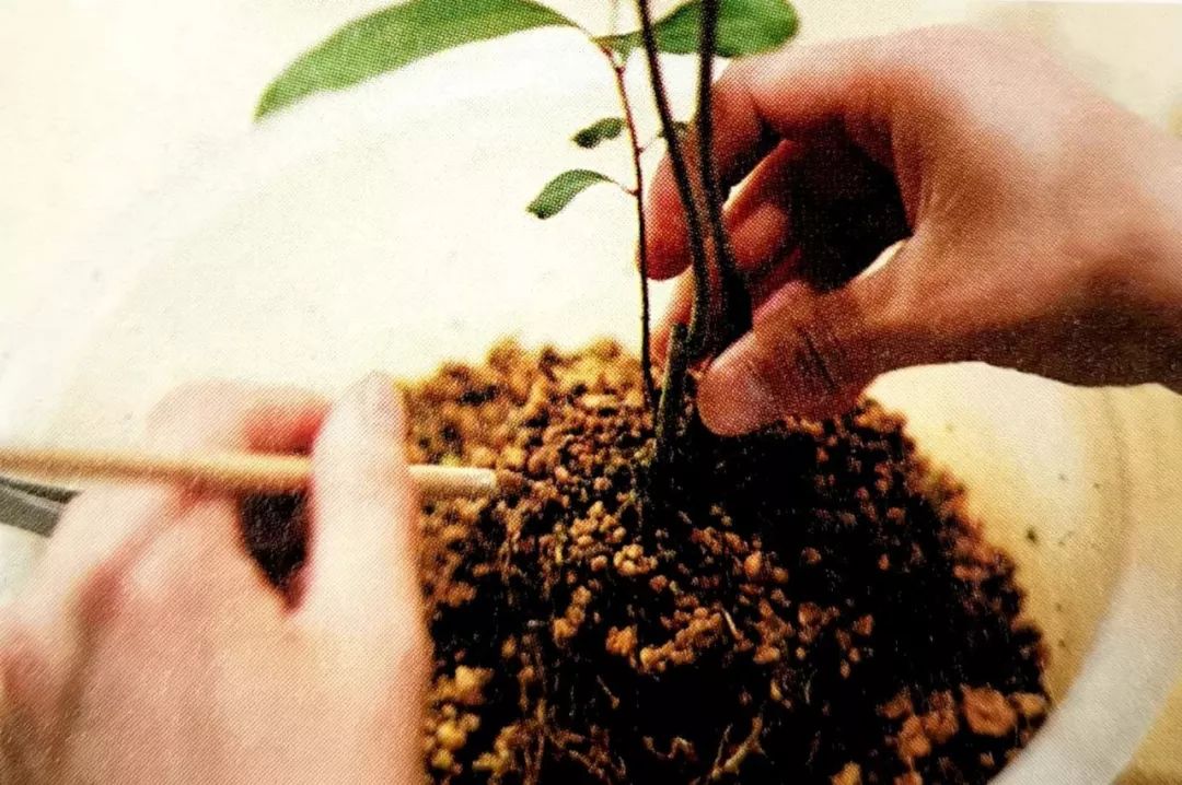 盆景制作方法与技巧,盆景制作小技巧