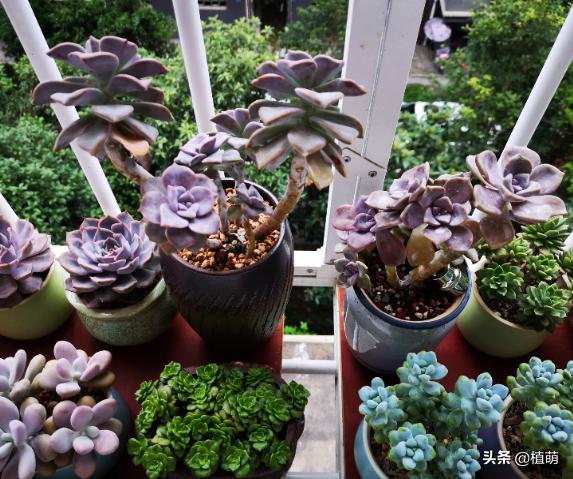 紫乐单头多头哪个好,紫乐单头怎么爆多头