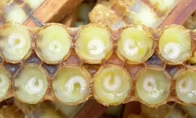 进来看看吧迟早用得上，蜂王浆怎么辨别真假！