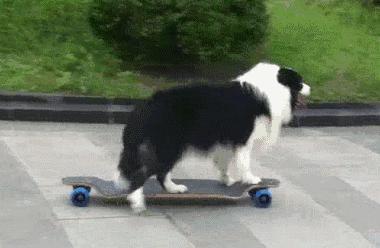 狗狗犯错了哪几个部位不能打,狗狗出现哪些行为必须要揍