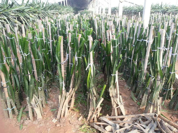 火龙果苗的种植方法,火龙果插杆种植方法