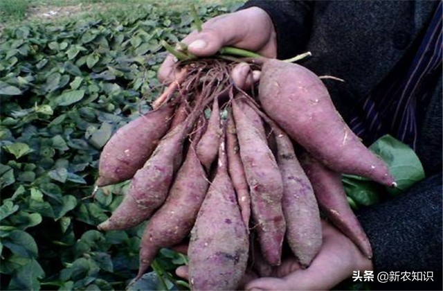 紫薯种植技术三大忌,紫薯夏季可以种植吗