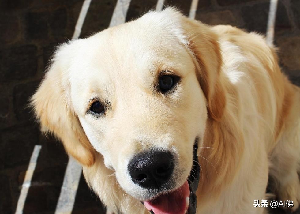 美国最受欢迎的100组小狗名字