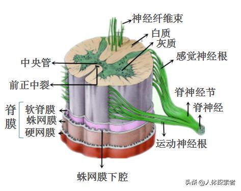 单纯的手指尖麻木是什么病兆,七种疾病早期症状