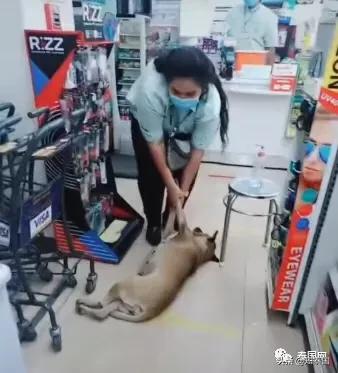 “变性人打狗”泰国热搜?比灾难更可怕的是灾难中现形的人心险恶