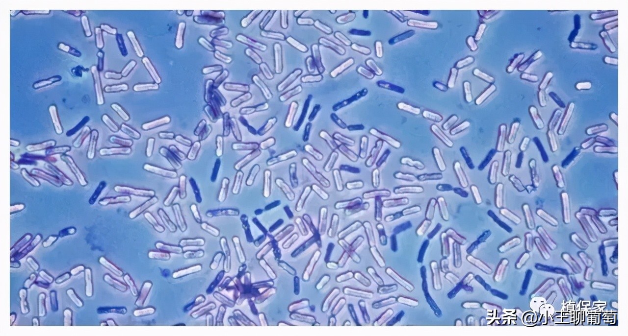 微生物菌剂治病,植物通用微生物菌剂