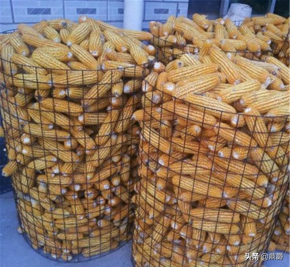 圈玉米网,特厚圈玉米专用网