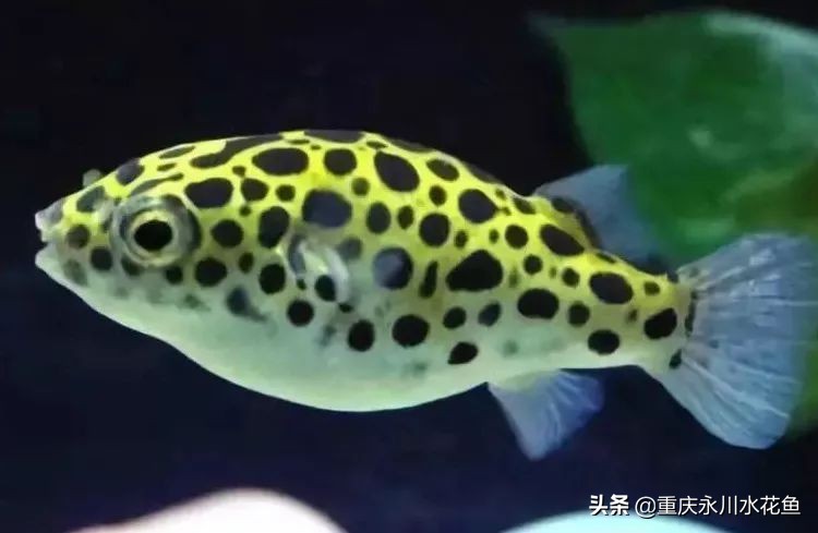 十种最漂亮的观赏鱼视频播放,观赏鱼60条