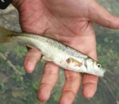 盘点20种好吃又营养的常见鱼,农村常吃的8种鱼