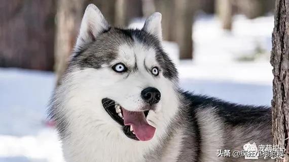 公哈士奇和母哈士奇性格区别,哈士奇的特性有哪些