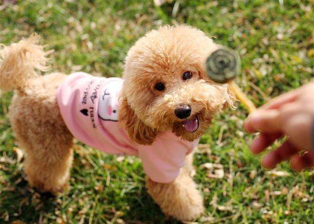 想让泰迪长得小可以少给它喂食吗,如何让泰迪乖乖听话