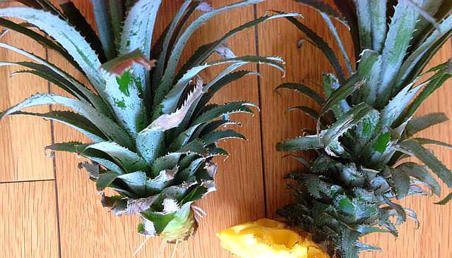 买回来剩下的菠萝头能重新栽种吗,吃菠萝剩下的菠萝头怎样种菠萝