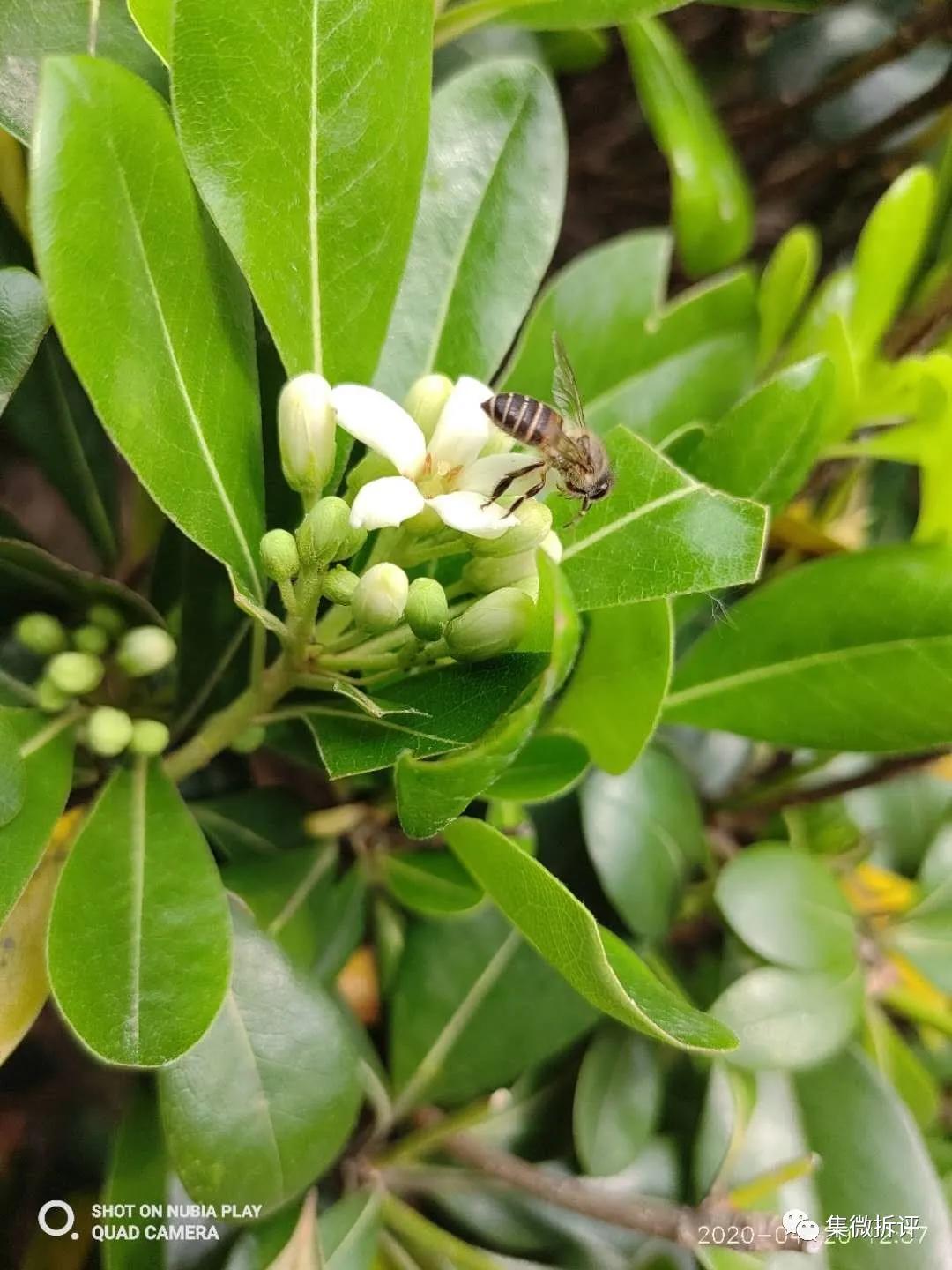 努比亚play和红米note10pro哪个好,努比亚play详细细节测评