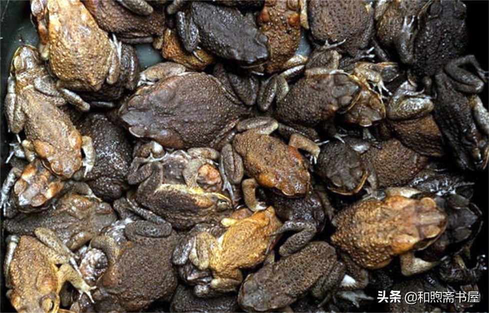 民间故事曾经的土匪,民间故事山匪抢财主