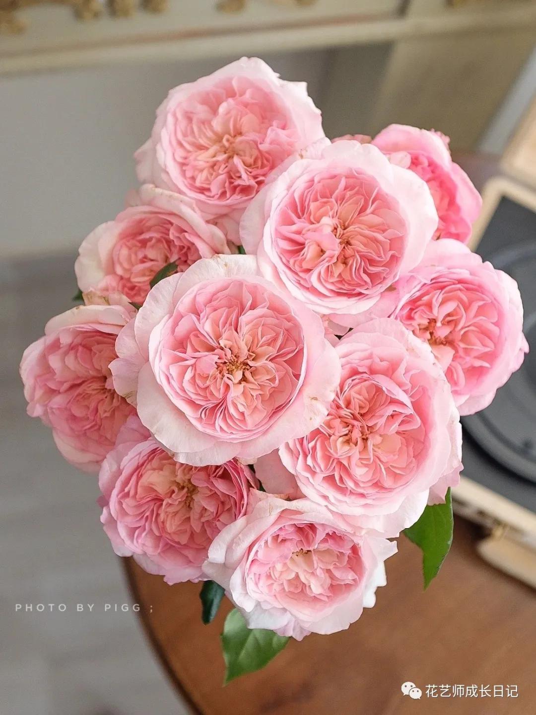 五号香水玫瑰花,100朵粉色玫瑰