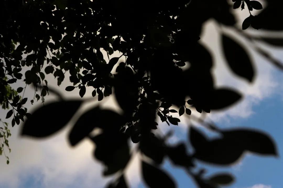 静谧角落香云纱,静谧角落视频